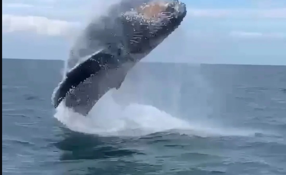 Baleia jubarte saltando no mar durante passeio de lancha no Litoral Norte